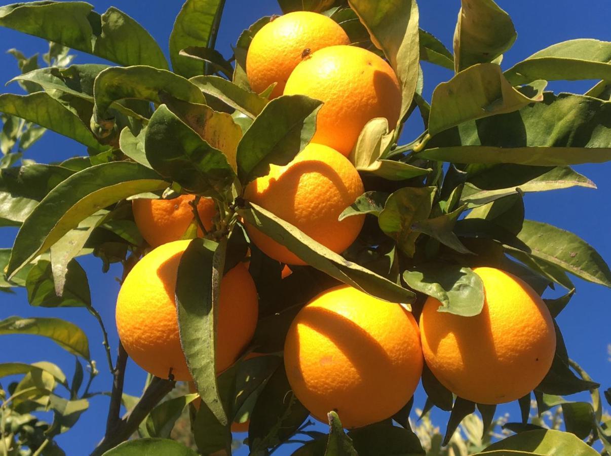 Willa Casa Limonero Casarabonela Zewnętrze zdjęcie